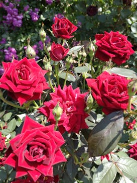 横浜イングリッシュガーデンに投稿された画像（2024/5/14）