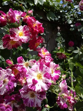 横浜イングリッシュガーデンに投稿された画像（2024/5/14）