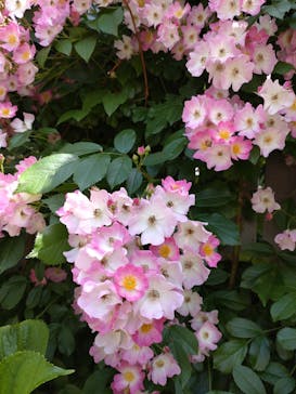 横浜イングリッシュガーデンに投稿された画像（2024/5/14）