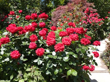 横浜イングリッシュガーデンに投稿された画像（2024/5/14）