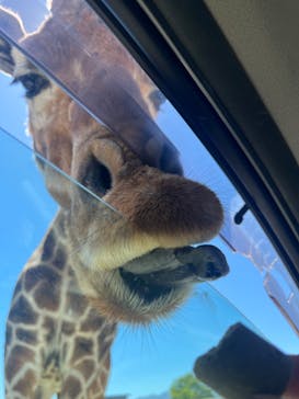 那須サファリパークに投稿された画像（2024/5/14）