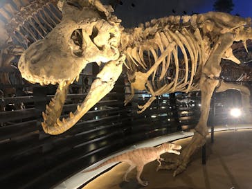 福井県立恐竜博物館に投稿された画像（2024/5/14）