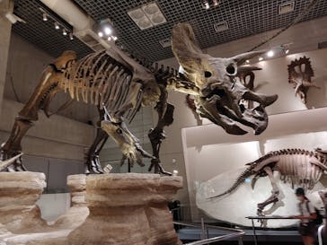 国立科学博物館に投稿された画像（2024/5/14）