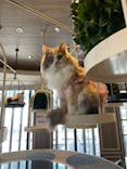 猫カフェモカ　渋谷センター街店に投稿された画像（2024/5/14）