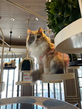 猫カフェモカ　渋谷センター街店に投稿された画像（2024/5/14）