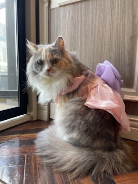 猫カフェモカ　渋谷センター街店に投稿された画像（2024/5/14）