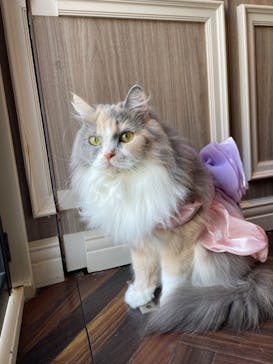 猫カフェモカ　渋谷センター街店に投稿された画像（2024/5/14）