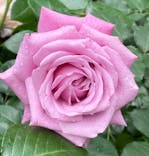 横浜イングリッシュガーデンに投稿された画像（2024/5/14）