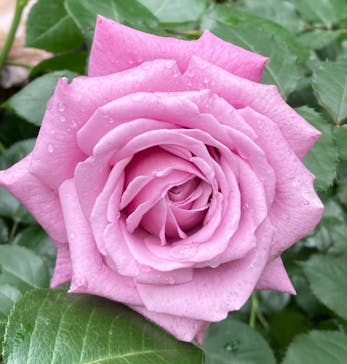 横浜イングリッシュガーデンに投稿された画像（2024/5/14）