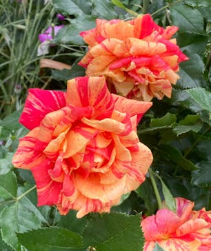 横浜イングリッシュガーデンに投稿された画像（2024/5/14）