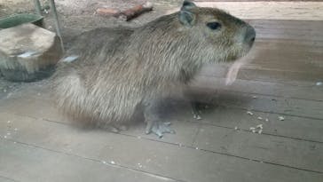 カワスイ 川崎⽔族館に投稿された画像（2024/5/14）