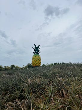 ナゴパイナップルパークに投稿された画像（2024/5/14）