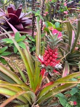 ナゴパイナップルパークに投稿された画像（2024/5/14）