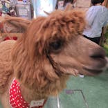 アルパカふれあいランド(Alpaca fureai land)に投稿された画像（2024/5/15）