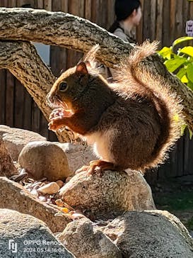 神戸どうぶつ王国に投稿された画像（2024/5/14）