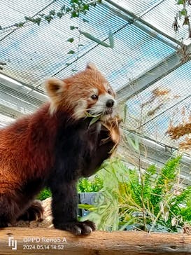 神戸どうぶつ王国に投稿された画像（2024/5/14）