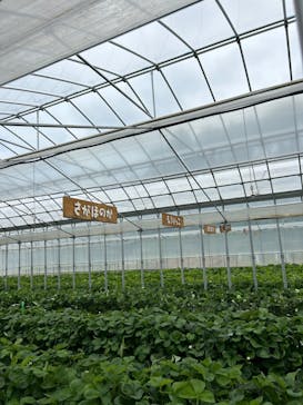 ICHIGOHOUSE.HITACHINAKAに投稿された画像（2024/5/14）