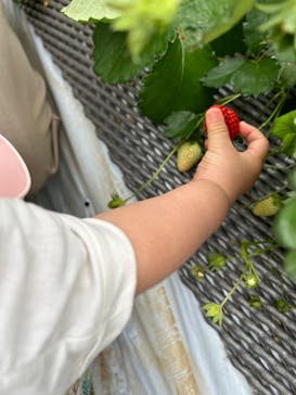 ICHIGOHOUSE.HITACHINAKAに投稿された画像（2024/5/14）