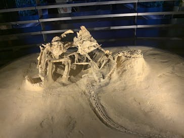 福井県立恐竜博物館に投稿された画像（2024/5/14）