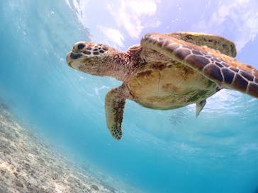 初心者専門宮古島シュノーケリングツアーに投稿された画像（2024/5/15）