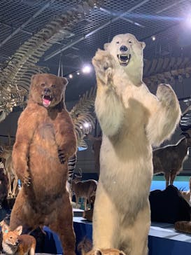 特別展「大哺乳類展３－わけてつなげて大行進」に投稿された画像（2024/5/15）