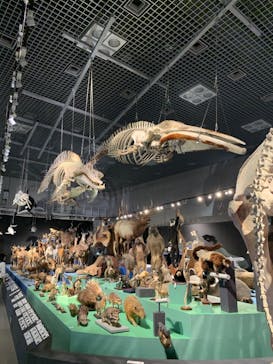 特別展「大哺乳類展３－わけてつなげて大行進」に投稿された画像（2024/5/15）