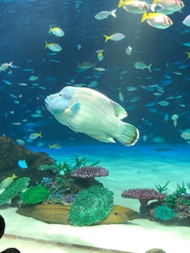 サンシャイン水族館に投稿された画像（2024/5/15）