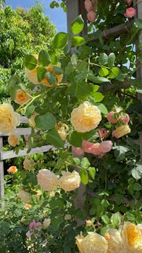 横浜イングリッシュガーデンに投稿された画像（2024/5/15）