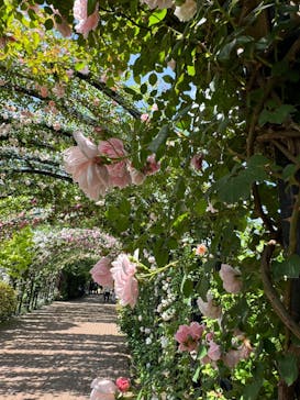 横浜イングリッシュガーデンに投稿された画像（2024/5/15）