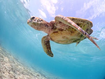 初心者専門宮古島シュノーケリングツアーに投稿された画像（2024/5/15）