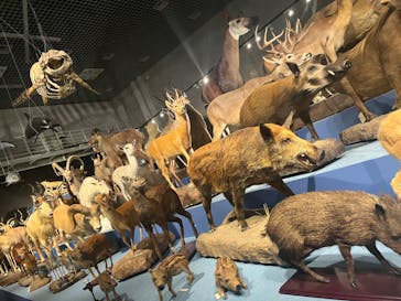 特別展「大哺乳類展３－わけてつなげて大行進」に投稿された画像（2024/5/15）