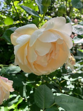 横浜イングリッシュガーデンに投稿された画像（2024/5/15）