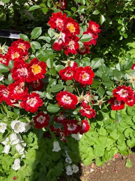 横浜イングリッシュガーデンに投稿された画像（2024/5/15）