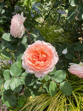 横浜イングリッシュガーデンに投稿された画像（2024/5/15）