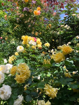 横浜イングリッシュガーデンに投稿された画像（2024/5/15）