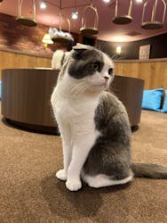 猫カフェモカ 名古屋栄店に投稿された画像（2024/5/15）