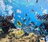 青の洞窟専門店　沖縄ダイビングショップ和に投稿された画像（2024/5/15）