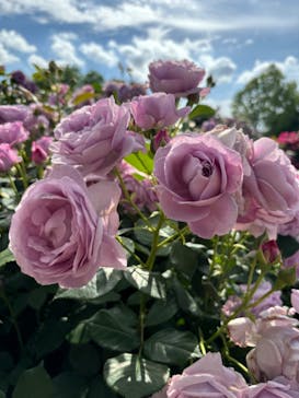 京成バラ園に投稿された画像（2024/5/15）