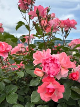 京成バラ園に投稿された画像（2024/5/15）