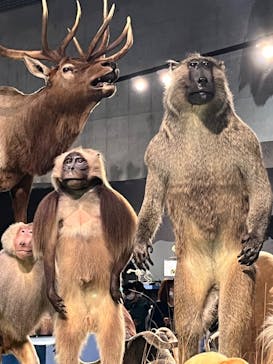 特別展「大哺乳類展３－わけてつなげて大行進」に投稿された画像（2024/5/15）