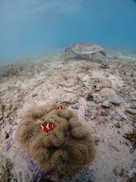 宮古島マリンショップSmileyに投稿された画像（2024/5/15）