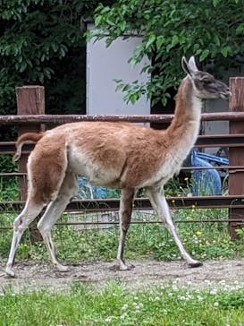 野外民族博物館 リトルワールドに投稿された画像（2024/5/15）