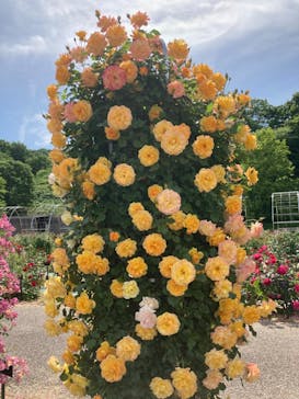 ぎふワールド・ローズガーデンに投稿された画像（2024/5/15）