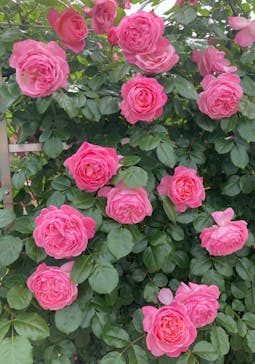 ぎふワールド・ローズガーデンに投稿された画像（2024/5/15）