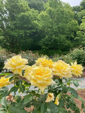 ぎふワールド・ローズガーデンに投稿された画像（2024/5/15）