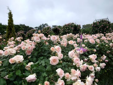 浜名湖花博2024に投稿された画像（2024/5/15）