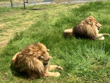 岩手サファリパークに投稿された画像（2024/5/14）