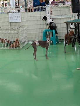 つくばわんわんランドに投稿された画像（2024/5/15）