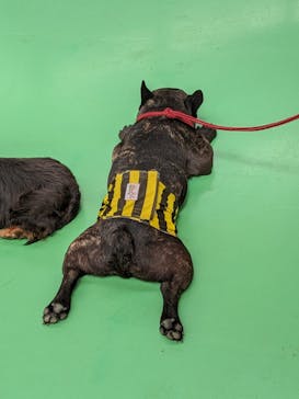 つくばわんわんランドに投稿された画像（2024/5/15）