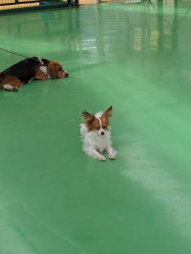 つくばわんわんランドに投稿された画像（2024/5/15）